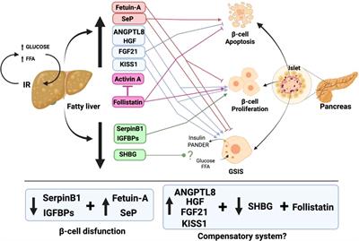 Contribution of Liver and Pancreatic Islet Crosstalk to β-Cell Function/Dysfunction in the Presence of Fatty Liver